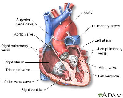 Heart, section through the middle