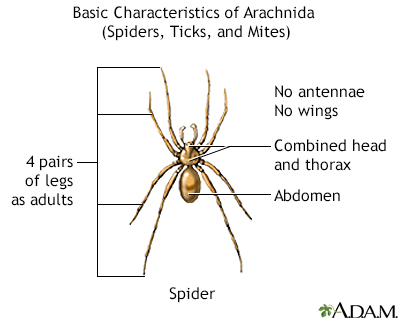 Arachnids, basic features