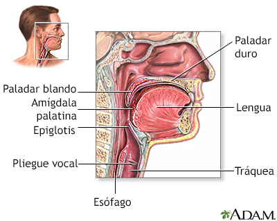 Fotos anatomia da garganta 6 Fotos anatomia da garganta 28